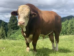 Simmental Bull Bull Cattle Animals