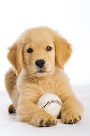 Pin By Ellissa On Animal Retriever Puppy Golden Retriever Cute Puppies