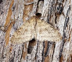 Image result for Trichopteryx