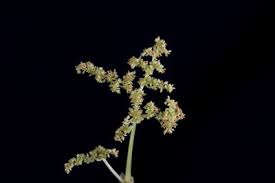 Image result for Heteromorpha involucrata