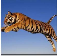 Fly Tiger Fly Tiger Pictures Tiger Images Tiger Wallpaper
