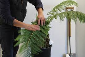 If not, is the treatment the same for winter care. Protecting Your Tree Fern In Winter Plants Delivered