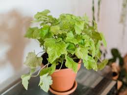 It was one of the first plants i learned how to grow many years ago and that same plant is still going strong to this day. China Doll Plant Indoor Care And Growing Guide