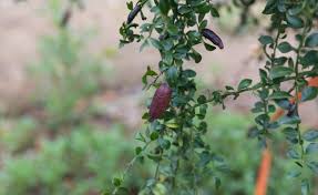 We did not find results for: Australian Finger Lime Planting Pruning Tips On Caring For Caviar Lemon