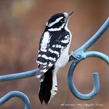 Black And White Striped Bird Feather Weekend Birding Downy Woodpecker With Images Downy Woodpecker Woodpecker Black And White Birds