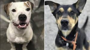 Fox practices divorce, family law, and child welfare law in the dfw metro area. How To Take Home Dogs From Fort Worth Shelter For Holidays Fort Worth Star Telegram