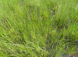 Image result for Elionurus tripsacoides