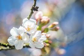 Cerasus.they are also known as japanese cherry and sakura (桜 or 櫻; Visitors Should Avoid Coming To Uw Campus To See Cherry Blossoms Amid Covid 19 Outbreak Uw News