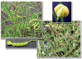 Image result for Aeschynomene elaphroxylon