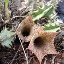 Image result for Huernia longituba