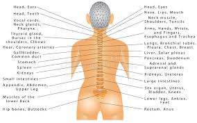 It consists of seven vertebrae. Spine And All Organs Stock Vector Illustration Of Function 62368290