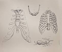 In humans the rib cage also known as the thoracic cage is a bony and cartilaginous structure which surrounds the thoracic cavity and supports the shoulder girdle to form the core part of the human. Anatomical Diagram Of The Hyoid Bone Thorax And Sternum Rib Cage Drawing Human Ribs Anatomy Drawing