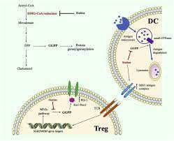 When cancerous tumors form on connective tissues, it is a sarcoma. Re Comments On High Intensity Statins Are Associated With Improved Clinical Activity Of Programmed Cell Death Protein 1 Inhibitors In Malignant Pleural Mesothelioma And Advanced Non Small Cell Lung Cancer Patients European Journal