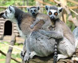 Nyiregyhazi Zoo Nyiregyhaza The Zoo Has A Wide Variety Of Animals From All The Regions Of The World Including Africa Lions Giraffe Tierpark Zootiere Tiere