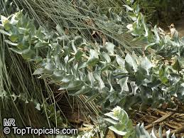 Image result for Marsilea macrocarpa