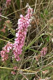 Image result for Erica kingaensis
