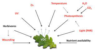 Volatile organic compounds, or vocs, are gases that are emitted into the air from products or processes. De Mystifying The Study Of Volatile Organic Plant Compounds