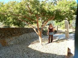 Image result for Acacia sieberiana