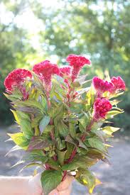 Image result for Celosia