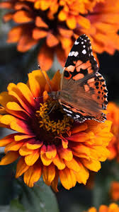 We did not find results for: Butterfly Iphone Wallpapers On Wallpaperdog