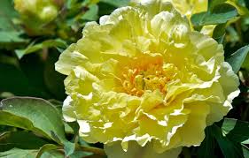 Check spelling or type a new query. Wallpaper Flower Yellow Peony Images For Desktop Section Cvety Download