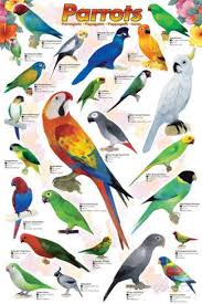 Types Of Birds You Can Have As Pets Parrots Prints Allposters Com Parrot Pet Pet Birds Parrot