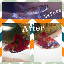 A giant copper halfmoon tail betta fish. My Rescued Male Koi Betta Has One Blind Eye A Birth Defect I Had Been In Petco The Day He Arrived In Early April I Saw Him Again Late July He Was