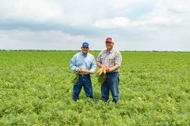 It is important to look at the harvest dates when buying your seeds packets. Rio Grande Valley Farmers Partner To Grow Carrots Texas Farm Bureau