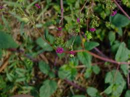 Image result for Boerhavia coccinea