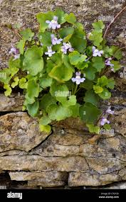 Image result for Cymbalaria muralis