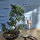 Create A Bonsai Experience - 43A Basingbourne Rd Event Image