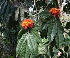 Balsam, ganara huhu, kanakambara, ಹೂವುಗಳ name, ಹೆಸರುಗಳು ಹೂ english. Karnataka Forest Department