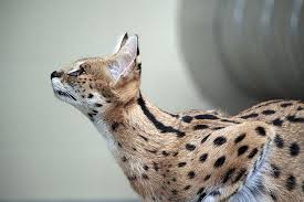 The serval cat is strikingly beautiful, athletic, and highly intelligent. Ù‚Ø·Ø© Ø§Ù„Ø¹Ø¨ÙŠØ¯ Ù‚Ø· Ø§Ù„Ù‚Ø·Ø· Ø­ÙŠÙˆØ§Ù† Ø¨Ø±ÙŠ Ø§Ù„Ø­ÙŠÙˆØ§Ù† Ø§Ù„Ø«Ø¯ÙŠÙŠ Ø¢ÙƒÙ„ Ø§Ù„Ù„Ø­ÙˆÙ… Ø§Ù„Ø­ÙŠÙˆØ§Ù†Ø§Øª Ø§Ù„Ø¨Ø±ÙŠØ© Wildcat Ø­Ø¯ÙŠÙ‚Ø© Ø­ÙŠÙˆØ§Ù† Ø§Ù„Ø¹Ø¨Ø¯ Pikist