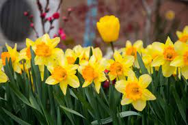 Check spelling or type a new query. Fruhlingsblumen Die Schonsten Blumen Im Fruhling Plantura