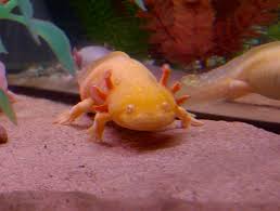 Axolotl planet exists to share the wonder of axolotls with the world! Axolotl Turning Away From Food Caudata Org Newts And Salamanders Portal