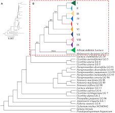 Image result for Lactuca glandulifera