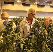 Established way back in 1985, these guys set out to differentiate greenhouse seeds discounts come in the form of free seeds or other items for purchases reaching a. Green House Seeds Breeder Seed Bank Info Growdiaries