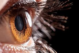 Image result for Cornea