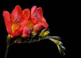Freesia Freesia Red Flowers Plants