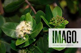 Image result for Syzygium cordatum