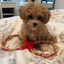 To keep the coat clean and free of mats, the puppy needs the daily brushing. Maltipoo Puppies For Sale Near Me Home