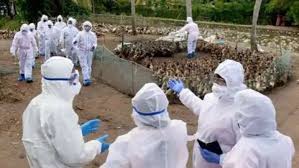 There are two forms of avian influenza. China Reports First Human Case Of H10n3 Bird Flu World News India Tv