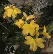 Image result for Crossandra pyrophila