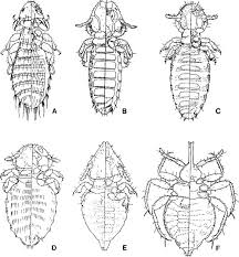 Image result for what do Mallophaga look like in dog fur
