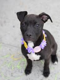 Black And White Pitbull Female Squiggle A1067343 Dog Adoption Pitbulls Pitbull Dog