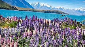 Penghitung waktu dan jarak perjalanan. Dapatkan Perjalanan Percuma Ke New Zealand Jika Anda Setuju Dengan Temubual Kerja New Zealand 2021