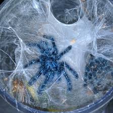 Maybe you would like to learn more about one of these? Freshly Molted Tarantula Spiderling Avicularia Versicolor Aka Antilles Pinktoe Tarantula Album On Imgur
