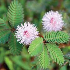 Sensitive Plant In 2021 Sensitive Plant Makahiya Plant Mimosa Plant