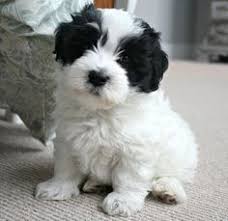 Black And White Coton De Tulear Puppies For Sale Little Puppy Black And White Google Search Coton De Tulear Dogs Coton De Tulear Puppy Puppies