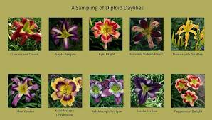 Image result for Diplolophium